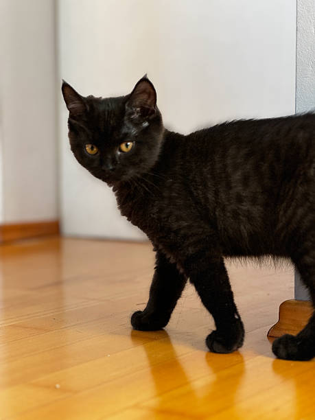 istock Curious young black cat standing alert 2212150318