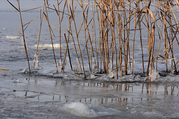 Frozen lake in the forest icicles on plants
