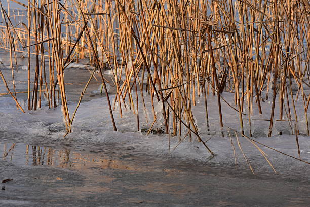 istock Frozen lake in the forest icicles on plants 2212150379