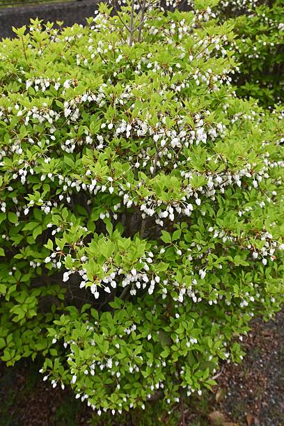 istock Japanese enkianthus flowers. Ericaceae deciduous shrub. 2212151465