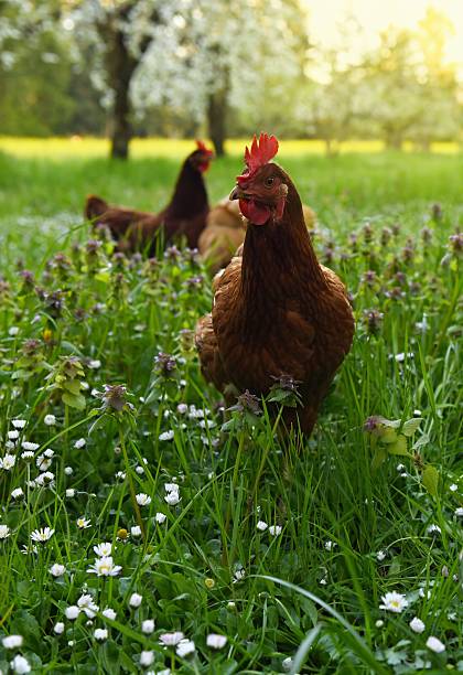 istock Chickens on the Farm 2212151605
