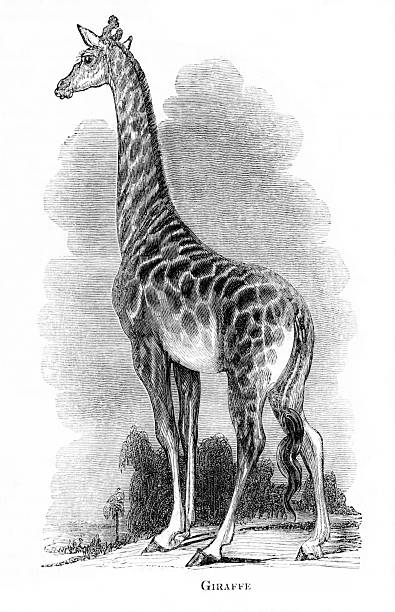 One giraffe. Illustration published 1836. Original edition is from my own archives. Copyright has expired and is in Public Domain.