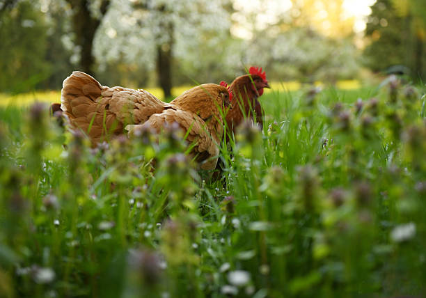 istock Two Chickens in Wildflowers 2212152352