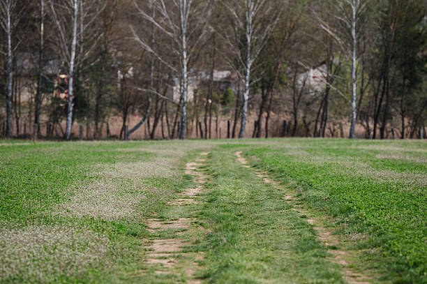 A narrow dirt track runs through the middle of a lush green agricultural field, stretching toward the distant horizon. The vibrant vegetation and open space create a sense of calm and connection to the rural landscape.