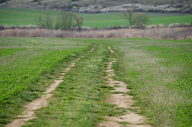 A narrow dirt track runs through the middle of a lush green agricultural field, stretching toward the distant horizon. The vibrant vegetation and open space create a sense of calm and connection to the rural landscape.