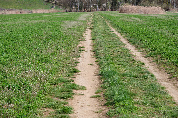 A narrow dirt track runs through the middle of a lush green agricultural field, stretching toward the distant horizon. The vibrant vegetation and open space create a sense of calm and connection to the rural landscape.