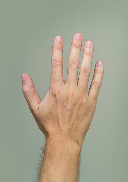 istock An open hand reaches out, palm facing forward. Could signify counting, stopping, or offering help. Use for concepts like support, gesture, or communication. 2212153817