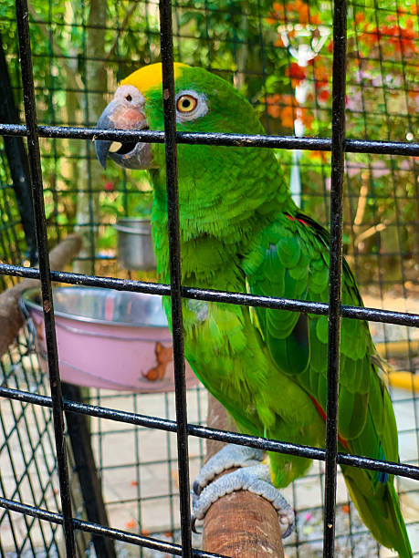istock yellow headed and green parrot inside the cage portrait shot 2212157596