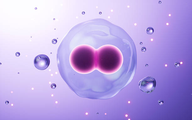 istock Cells division, Cell divides into two cells, biology and medicine concept, 3d rendering. 2212158976