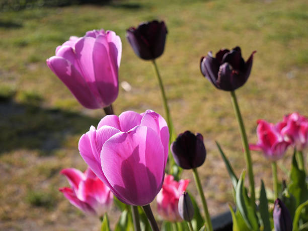 Pink tulips isolated on black bacground