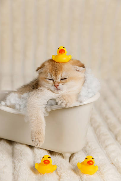 istock Kitten Relaxing in Toy Bathtub with Rubber Ducks 2212160088