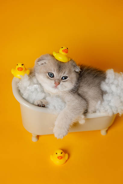 istock Sleepy Kitten in Toy Bathtub with Rubber Ducks 2212160089