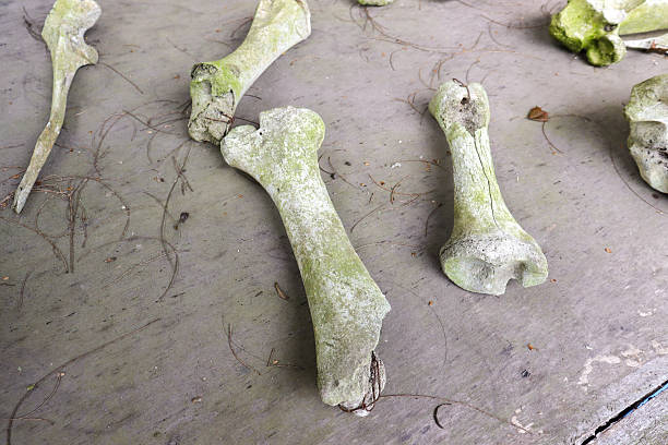 istock bones of cows that died due to volcanic eruptions 2212163529