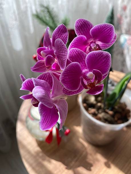 istock Orchid plant with pink flowers 2212163765