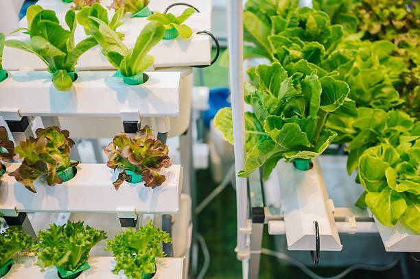 istock sustainable hydroponic vegetable cultivation of fresh organic lettuce using advanced vertical farming technology 2212166667