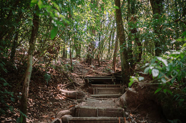 istock scenic forest walkway bathed in warm sunlight through dense trees  wooden path winding through sunlit tropical forest landscape inthanon chiang mai thailand 2212167526