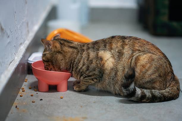 istock A ginger tabby cat lying on the ground, eating cat food. 2212168091