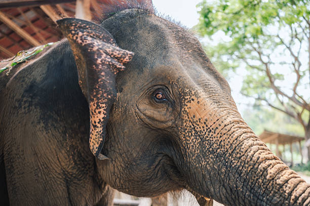 istock Closeup of asian elephant face standing under natural light 2212168173