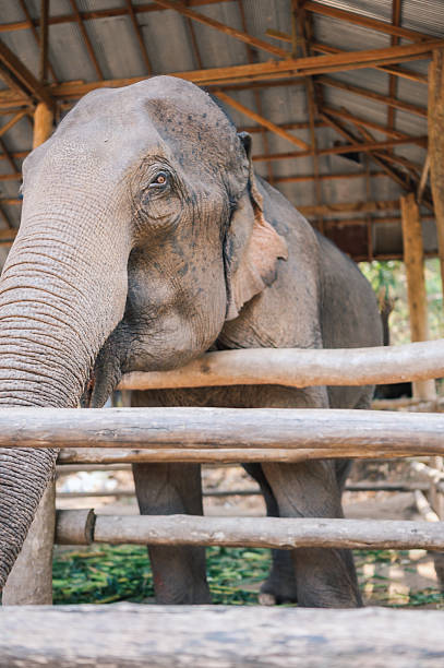 istock portrait of asian elephant 2212168239