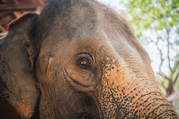 istock Closeup of asian elephant face standing under natural light 2212168243