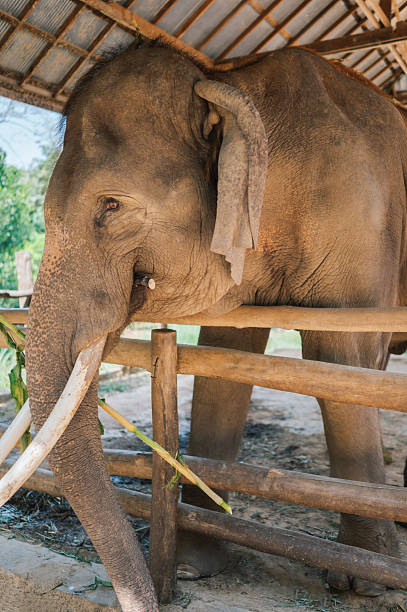 istock Closeup of asian elephant face standing under natural light 2212168252