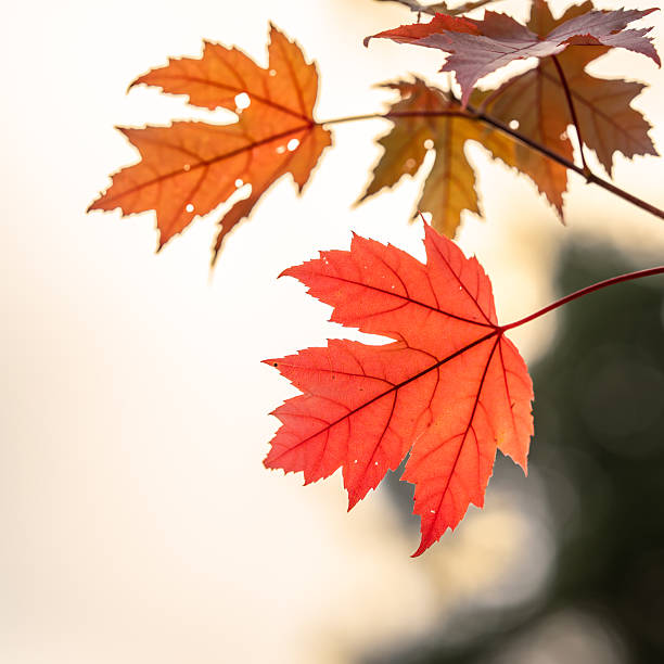 istock Autumn leaves background 2212168679
