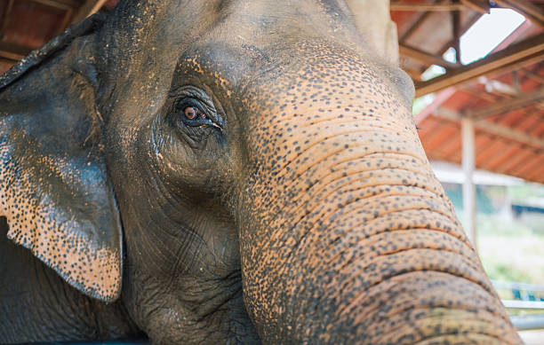 istock portrait of asian elephant 2212169098