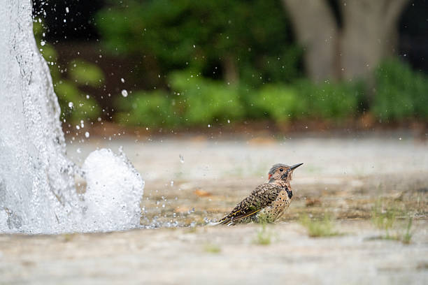 istock Northern Flicker Bathing in Water Fountain 2212169410