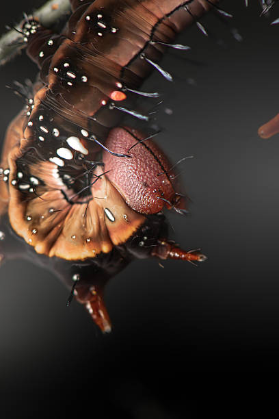istock Wattle Notodontidae Moth Caterpillar 2212173125