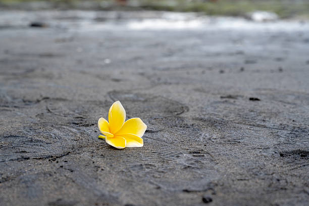 Yellow Plumeria Flower on Black Sand Beach