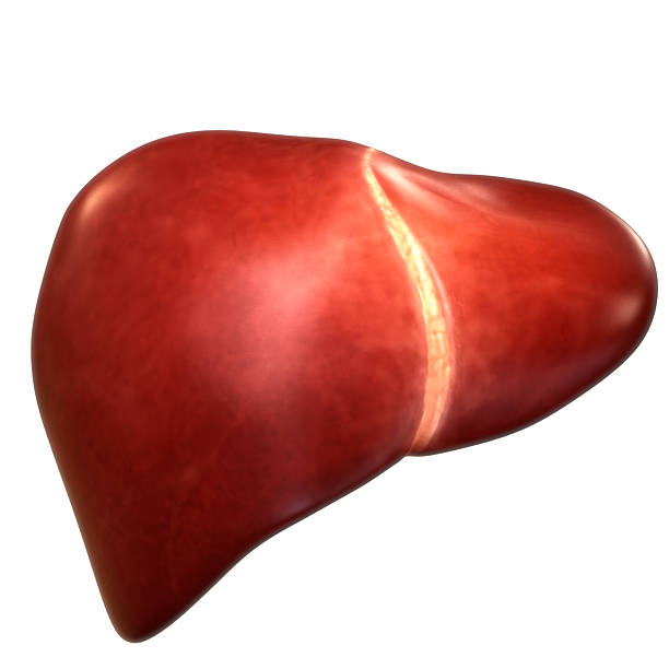 istock Human Internal Digestive Organ Liver Anatomy 2212175056