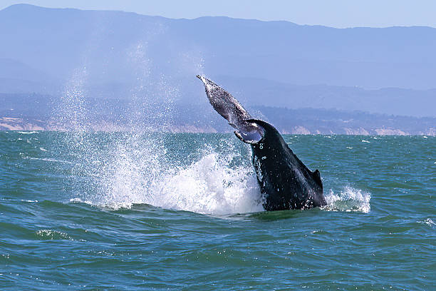 istock Breaching whale. Tail, spray in the air. Coastline in background. 2212175290