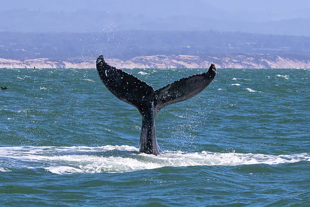 istock Breaching whale. Tail in the air. Coastline in background. 2212175291