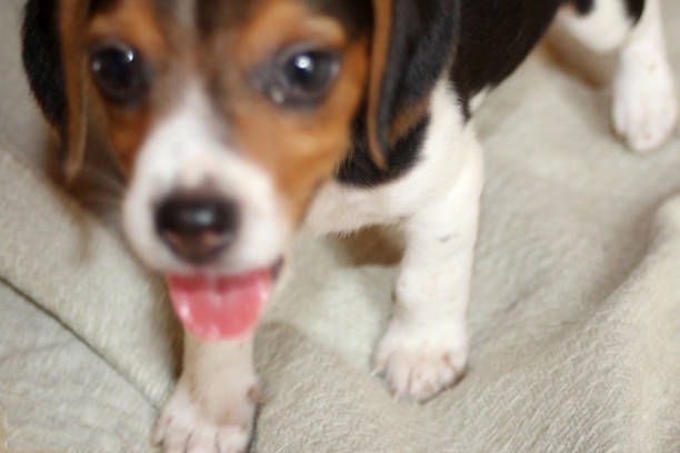 cute 6 1/2 weeks old beagle puppy close up looking at camera panting