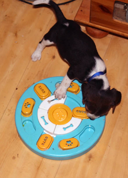 Black and white photograph of a dog lying on the floor with a toy