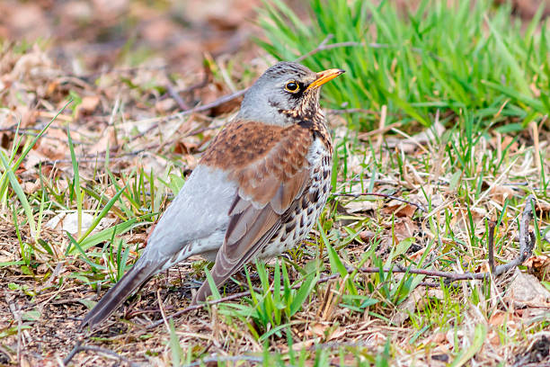 istock Migratory bird, fieldfare, in a spring park. 2212176839