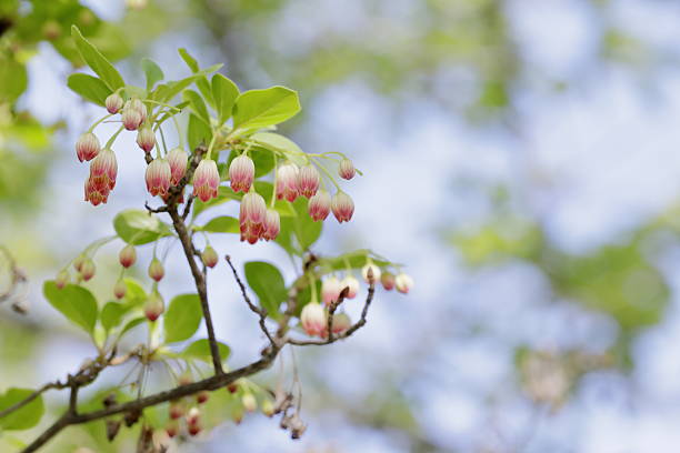 The small and pretty Enkianthus campanulatus is in full bloom