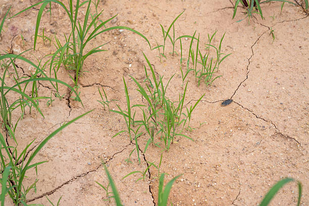 istock Drought impact grass growth arid landscape dry environment close-up view environmental concerns 2212178110