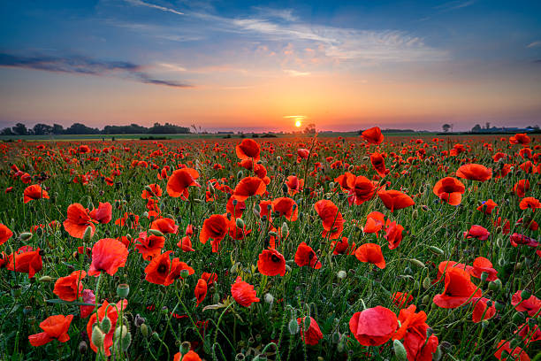 istock Beautiful summer sunset over poppy field 2212178430
