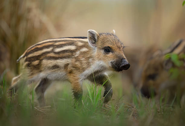 istock Wild boar baby close up ( Sus scrofa ) 2212179290