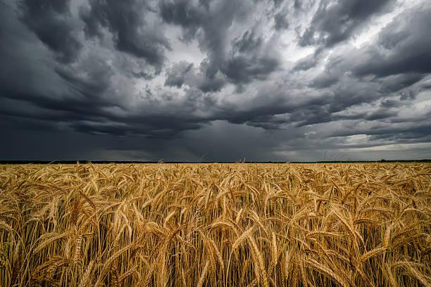 istock Dark storm clouds over the wheat field 2212179540
