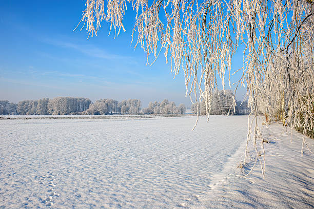 Beautiful winter day with trees covered with hoarfrost