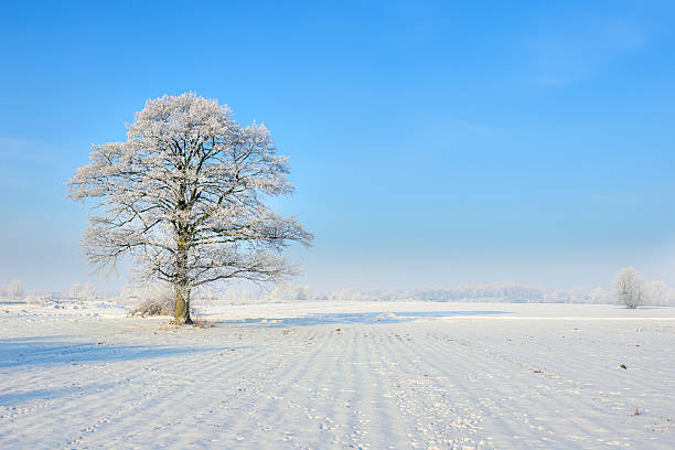 istock Beautiful winter day with trees covered with hoarfrost 2212179927