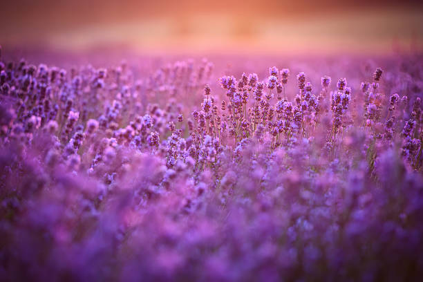 istock Pink lavender flowers during sunset 2212180036