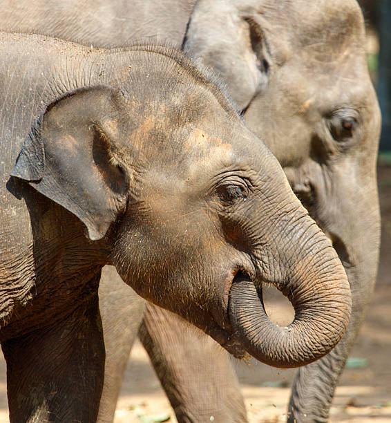 istock Two elephants are standing next to each other, one of which has its trunk up 2212180284