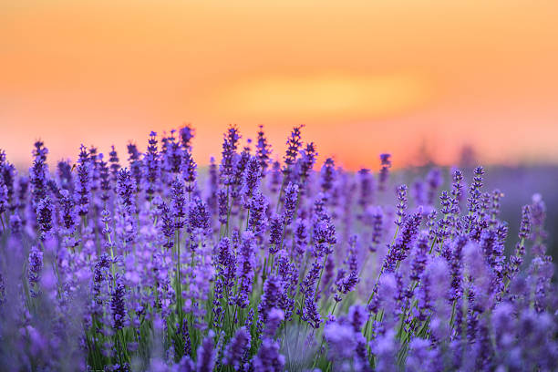 istock Pink lavender flowers during sunset 2212180572