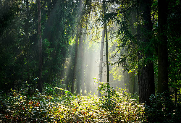 istock Beautiful sunny morning in green forest 2212180573