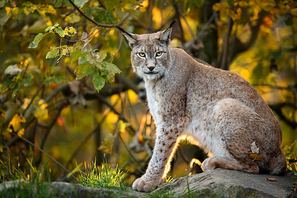 istock Eurasian lynx ( Lynx lynx ) close up 2212180583