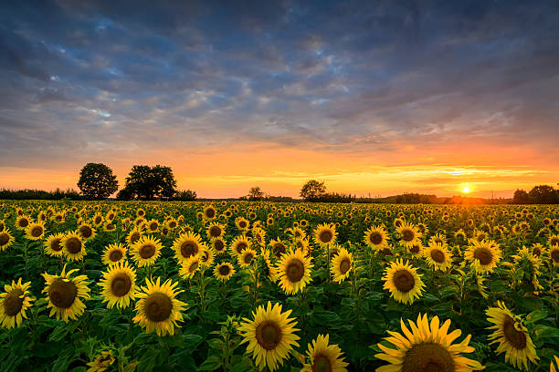 istock Beautiful sunset over sunflowers field 2212180951