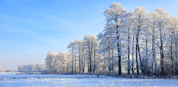 istock Beautiful winter day with trees covered with hoarfrost 2212181032